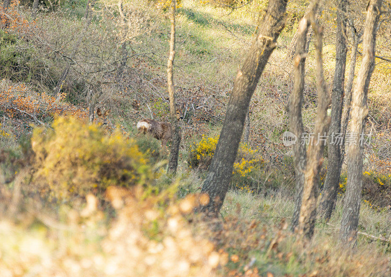 加泰罗尼亚中部森林中的狍子(学名:Capreolus Capreolus)。Bergueda。